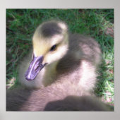 フワフワと色々 ポスター (正面)