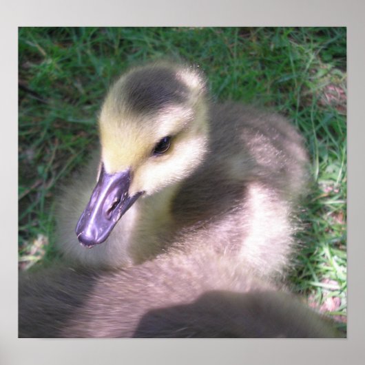 フワフワと色々 ポスター (正面)