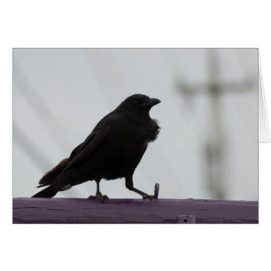 フワフワのカラス:)