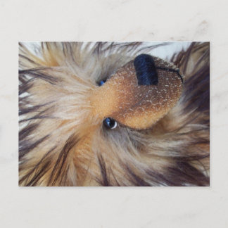 フワフワのクマ ポストカード