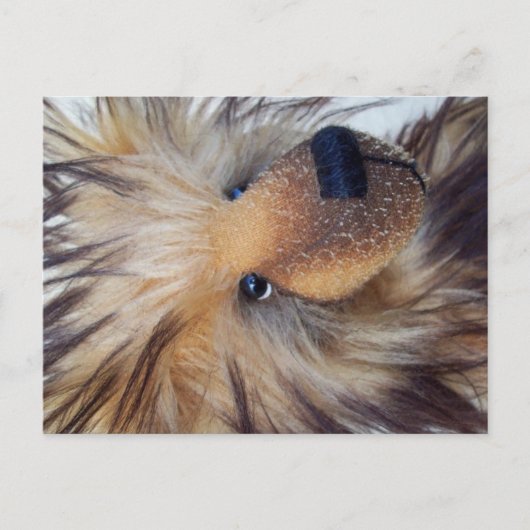 フワフワのクマ ポストカード (正面)