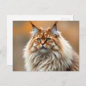フワフワのノルウェーの森の猫ポートレート ポストカード (正面/裏面)