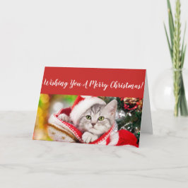 フワフワの子猫のクリスマスカード シーズンカード