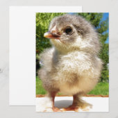 フワフワの小さなチキン (正面/裏面)