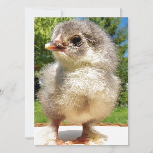 フワフワの小さなチキン (正面)