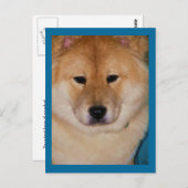 フワフワの犬はがき ポストカード (正面/裏面)