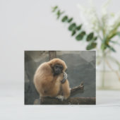 フワフワの白いカラシギボン ポストカード (スタンド正面)