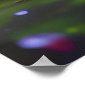 フワフワの美しい白猫 ポスター (角)