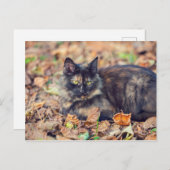 フワフワ亀子猫in秋 ポストカード (正面/裏面)