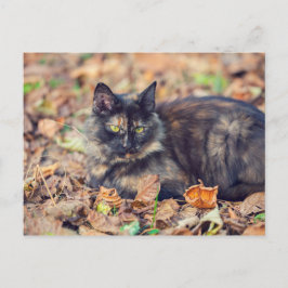 フワフワ亀子猫in秋 ポストカード