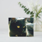 フワフワ猫はがき ポストカード (スタンド正面)