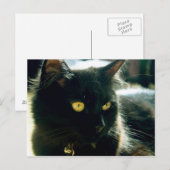 フワフワ猫はがき ポストカード (正面/裏面)