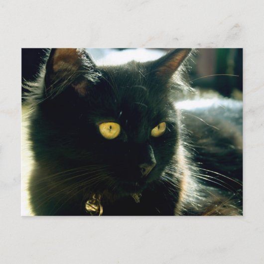 フワフワ猫はがき ポストカード (正面)