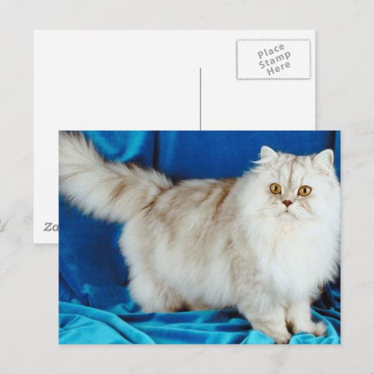フワフワ猫 ポストカード (正面/裏面)