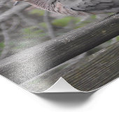 フワフワ自然撮影 フォトプリント            (角)