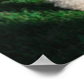 フワフワAiredale Welshテリア型ドッグパピー ポスター (角)