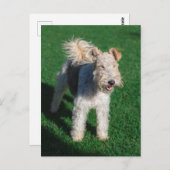 フワフワAiredale Welshテリア型ドッグパピー ポストカード (正面/裏面)