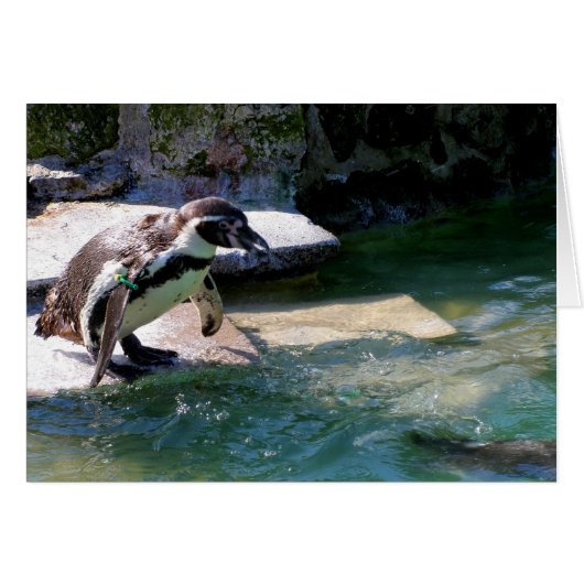 フンボルトペンギン (正面横)