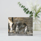 フンボルト・ペンギン ポストカード (スタンド正面)