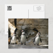 フンボルト・ペンギン ポストカード (正面/裏面)