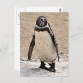 フンボルト・ペンギン ポストカード (正面/裏面)