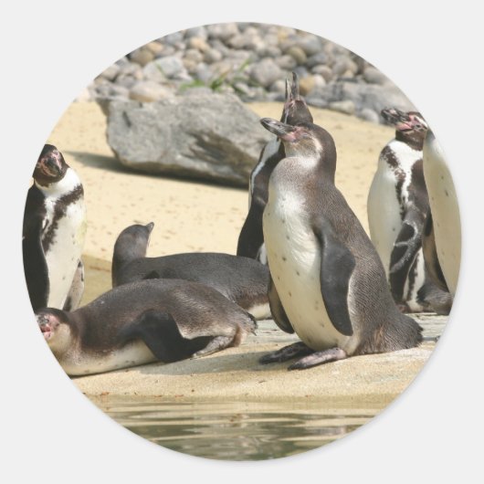 フンボルト・ペンギン ラウンドシール (正面)