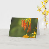 フンボルト・リリー・スタメン カード (黄色い花)