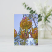 フンボルト・リリー ポストカード (スタンド正面)