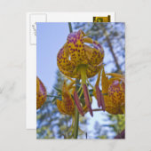 フンボルト・リリー ポストカード (正面/裏面)