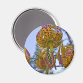 フンボルト・リリー マグネット (正面/裏面)