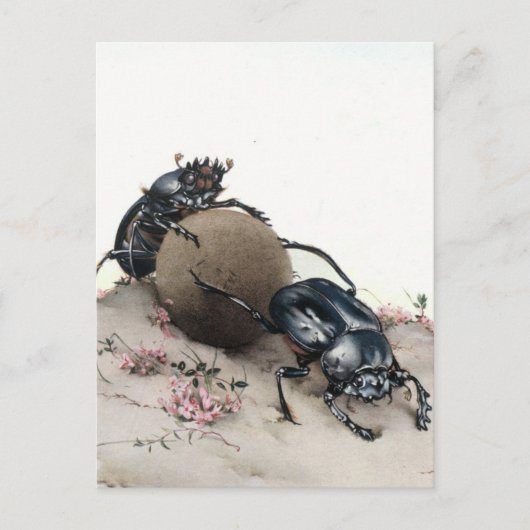 フン・ベトル ポストカード (正面)