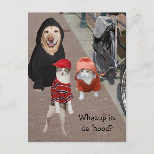 フードの中で何を? ポストカード (正面)