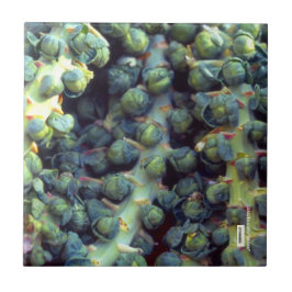 フードタイル タイル