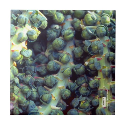 フードタイル タイル (正面)