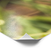 フード付きウォーブラーウィルソニア・シトリナ) フォトプリント            (角)