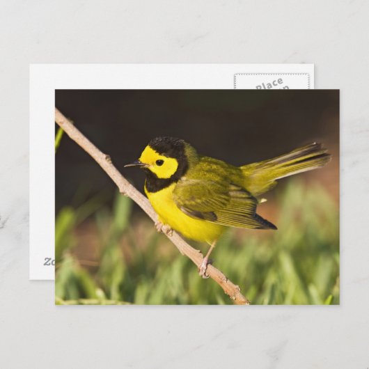 フード付きウォーブラーウィルソニア・シトリナ) ポストカード (正面/裏面)