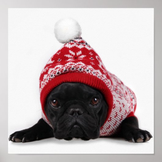 フード付きセーター付きブルドッグ ポスター (正面)