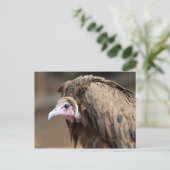 フード付きハゲワシ ポストカード (スタンド正面)