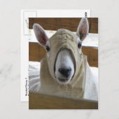 フード付き羊1 ポストカード (正面/裏面)