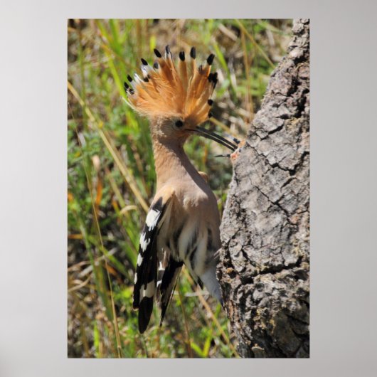 フーポ食べ物を与えーの巣 ポスター (正面)