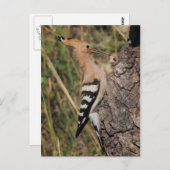 フーポ食べ物を与えーの巣 ポストカード (正面/裏面)