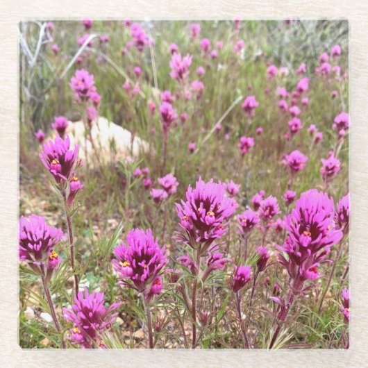 フールズクローバーフラワーズピンク開花草原 ガラスコースター (正面)
