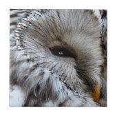 フール タイル (正面)