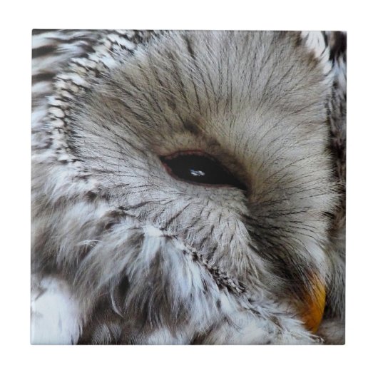 フール タイル (正面)