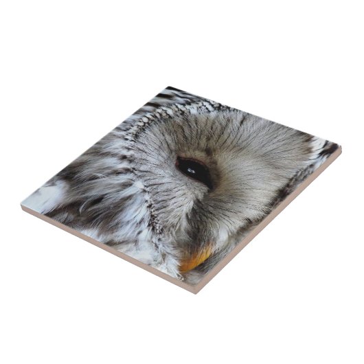 フール タイル (側面)