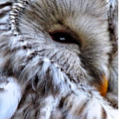 フール ネクタイ