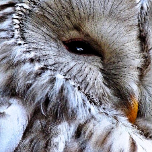 フール ネクタイ