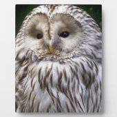 フール フォトプラーク (正面)