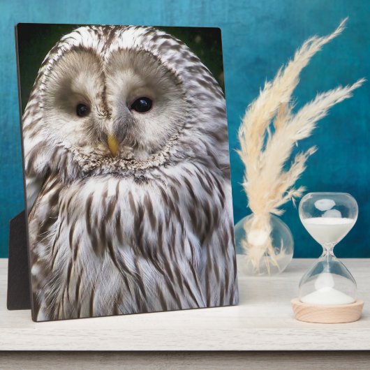 フール フォトプラーク (側面)