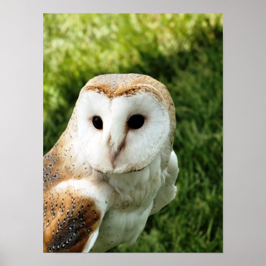 フール ポスター (正面)